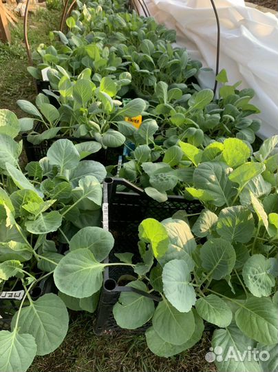 Рассада капусты средней, средне-поздней, поздней