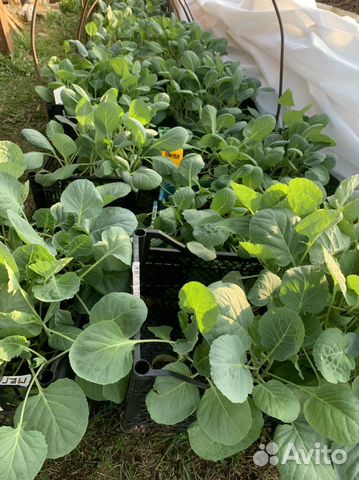 Рассада капусты средней, средне-поздней, поздней