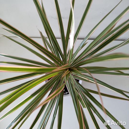 Драцена маргината биколор