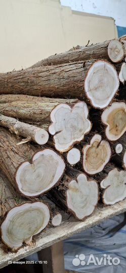 Можжевельник