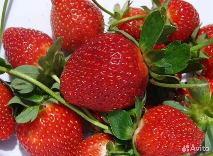 Клубника ремонтантная семена