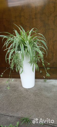 Хлорофитум