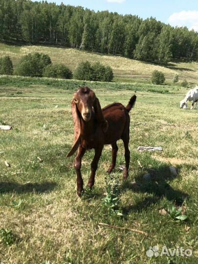 Козлики камори