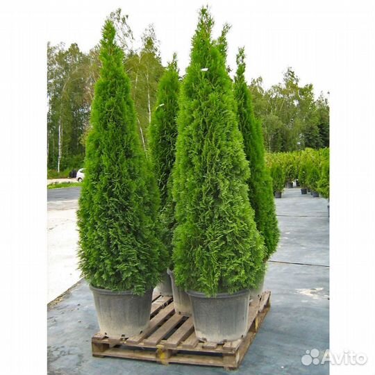Туи садовые