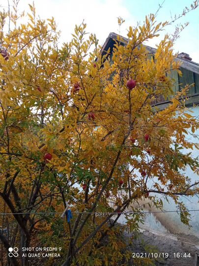 Дом 29,4 м² на участке 15 сот.