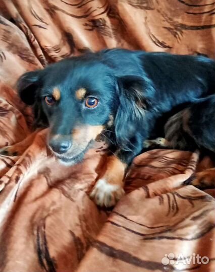 Джулька, маленькая собачка, 3 года