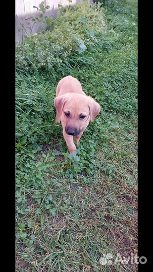 Щенули в добрые ручки