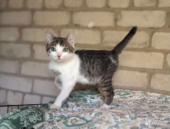 Ласковый котенок в добрые руки