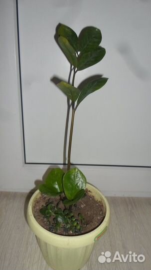 Замиокалькус-долларовое дерево,каланхоэ