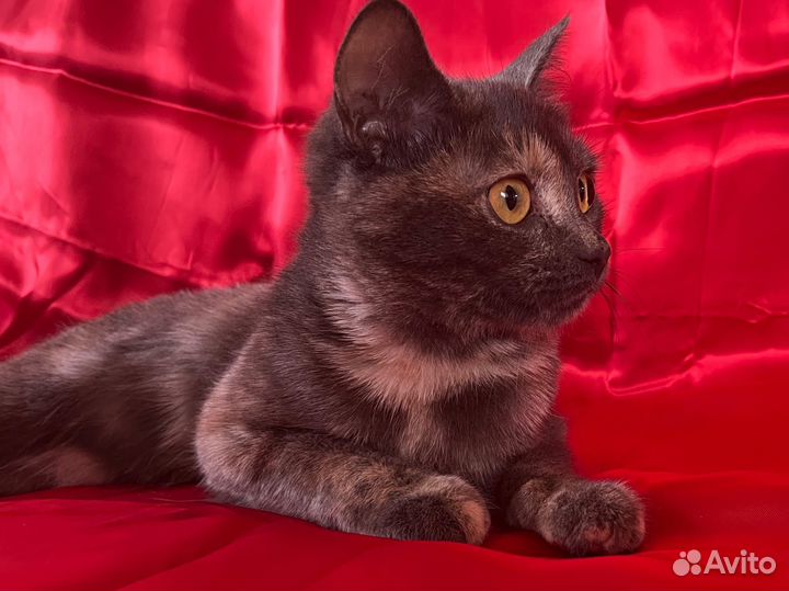 Кошечка Леся