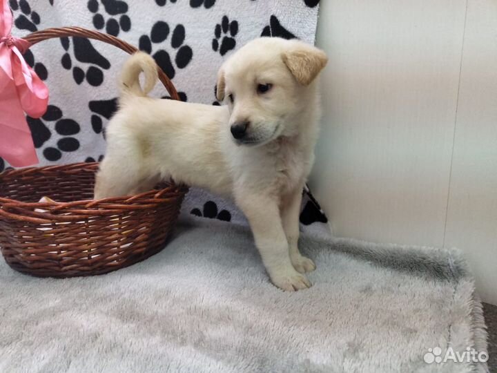 Двортерьер