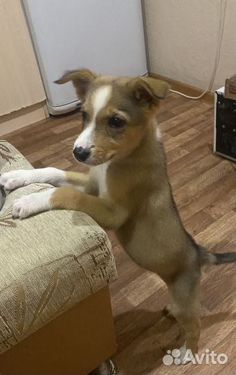 Собака в добрые руки щенок