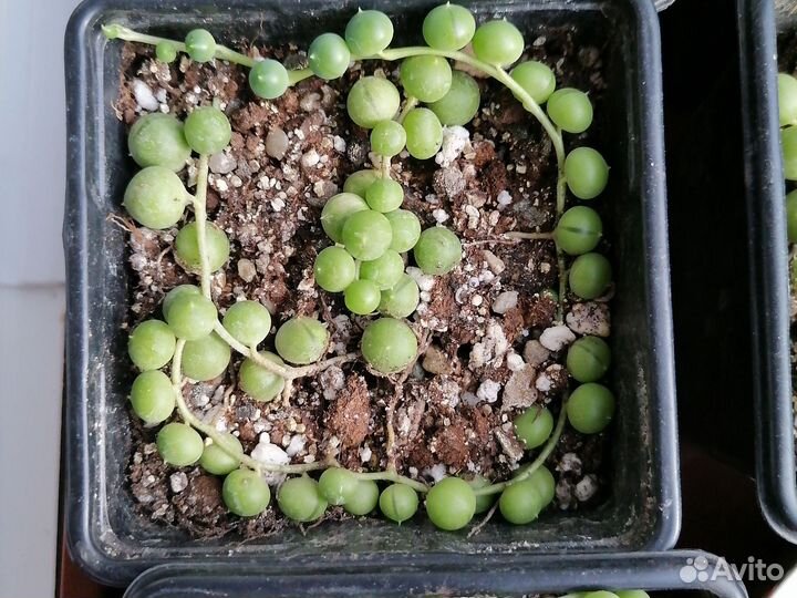 Крестовник роули