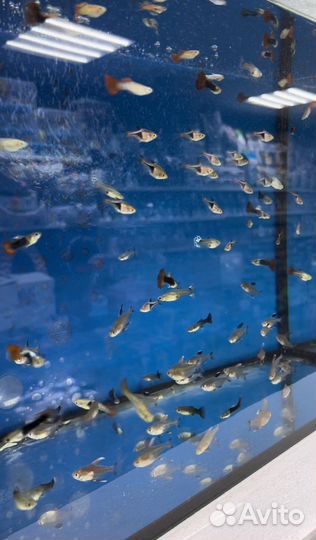 Аквариумные рыбки