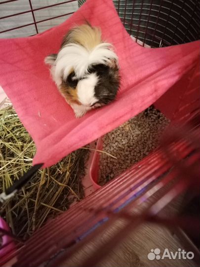 Морская свинка