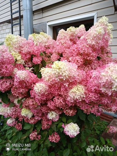 Гортензия метельчатая