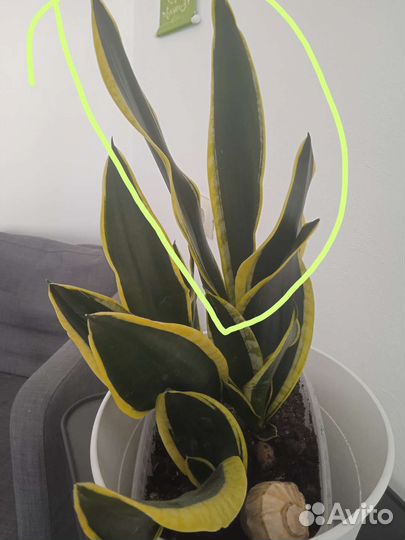 Сансевиерия Futura Black Gold