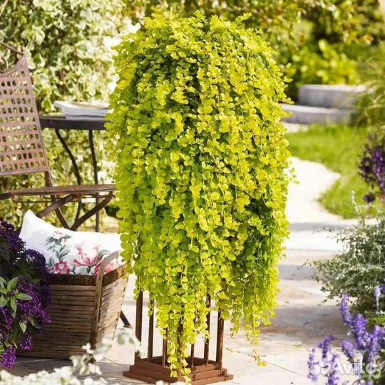 Вербейник монетчатый ауреа