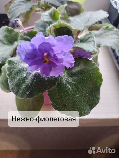 Комнатные цветы цветущие