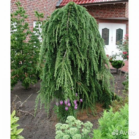 Лиственница плакучая на штамбе