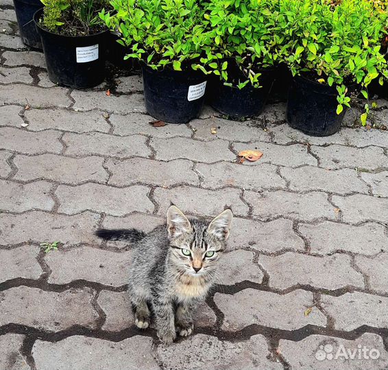 Кошки в добрые руки