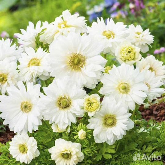 Анемоны разных сортов,неринэ,полиантес