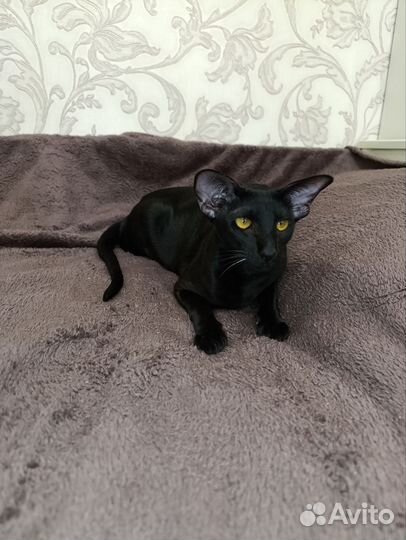 Ориентальная кошка