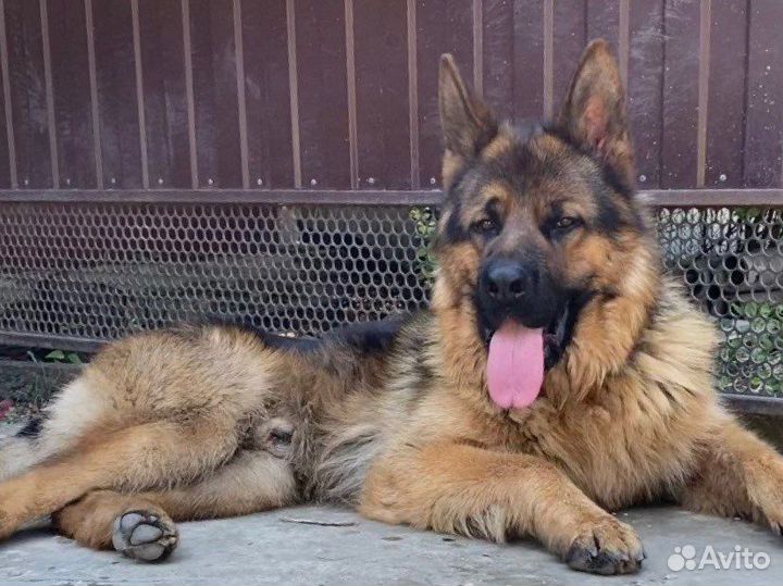 Случка собак