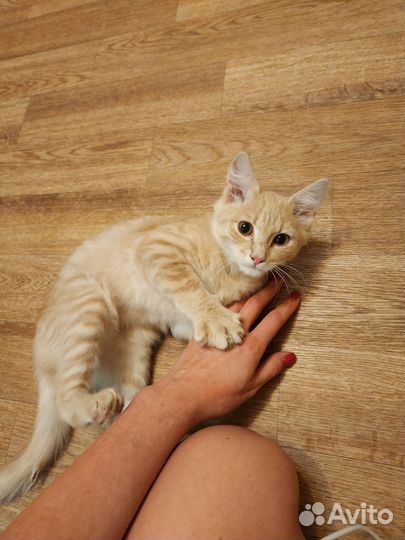 Кошка в дар бесплатно