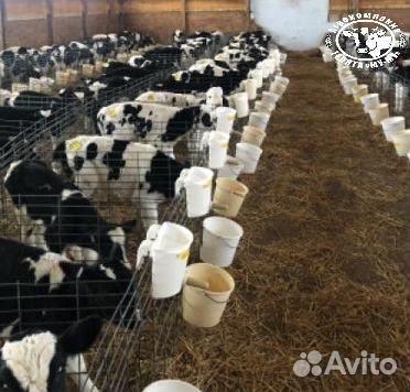 Телята бычки