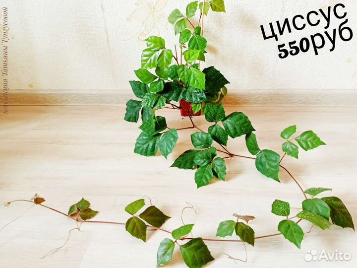 Комнатные цветы (бегонии,эписции,циссус,пеперомия)