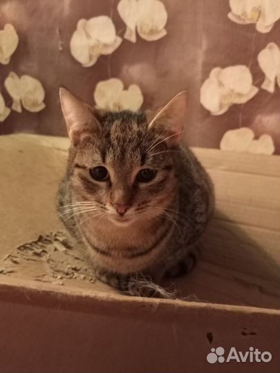 Кошечка в добрые руки