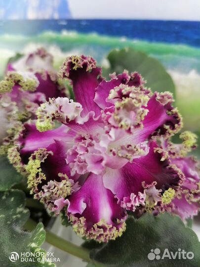 Листочки сортовых фиалок набором