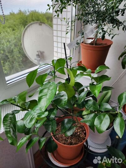 Цитрус Помело/грейпфрут 