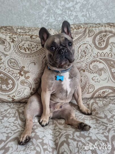 Домашние животные собаки вязка