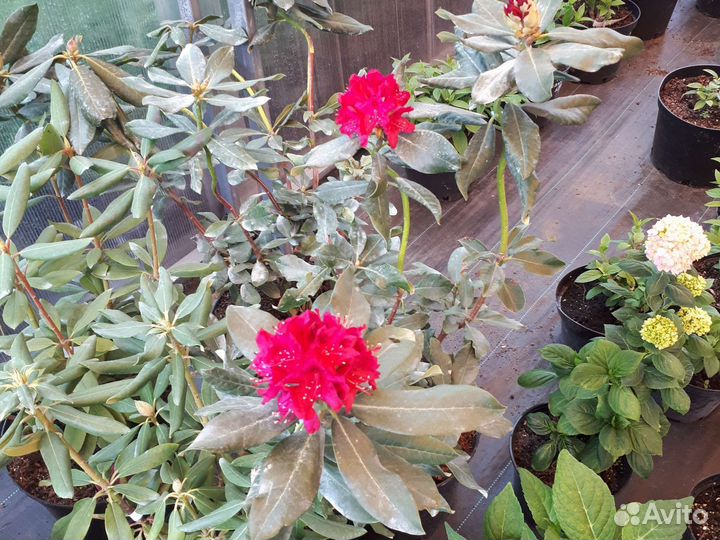 Азалии,Рододендроны