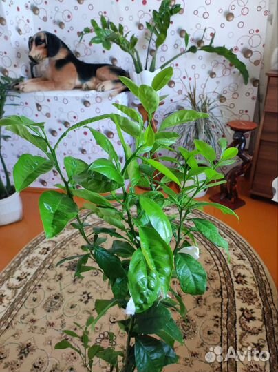 Цитрусовое дерево -Памело, лимоны