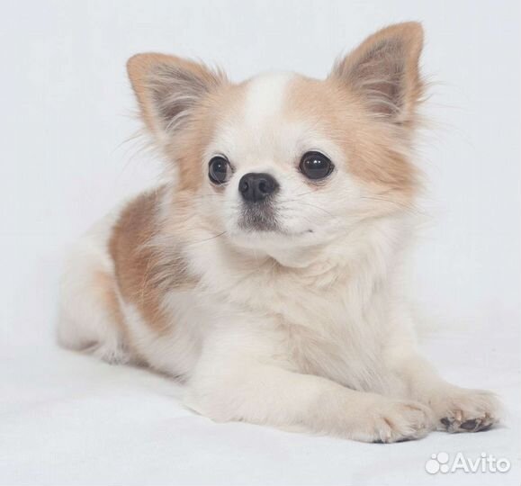 Кобель чихуахуа на вязку, РКФ