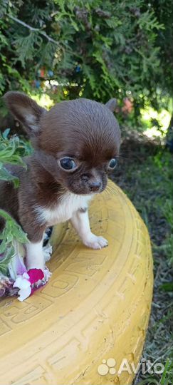 Чихуашки щенки