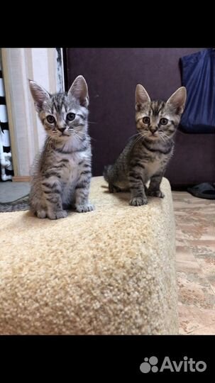 Кошка в дар бесплатно