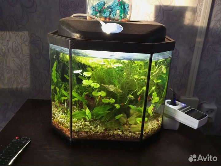 Аквариум