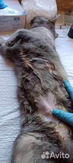 Ветеринарный врач выезд на дом