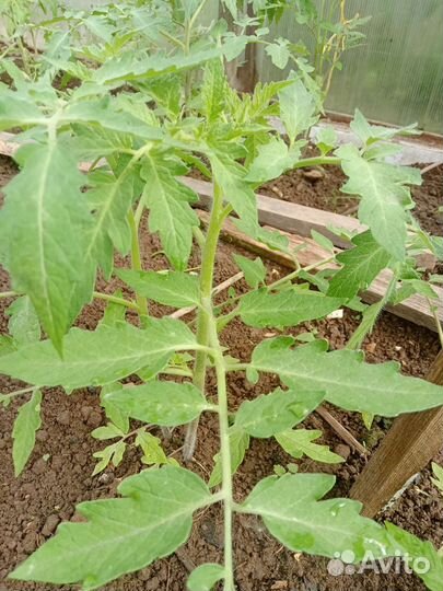 Рассада помидор и перцев