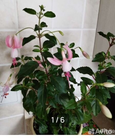 Бегония Черная мамба, фуксия, аглаонема