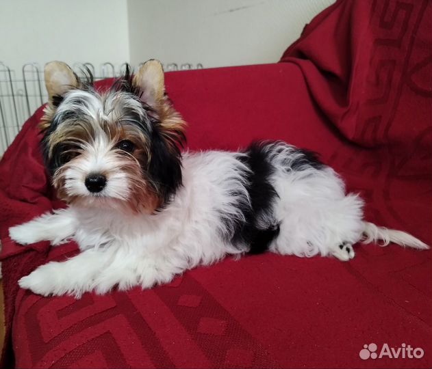 Бивер терьер девочки