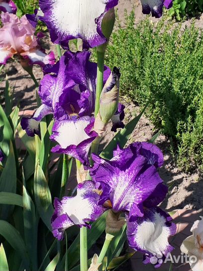 Ирисы бородатые, молиния
