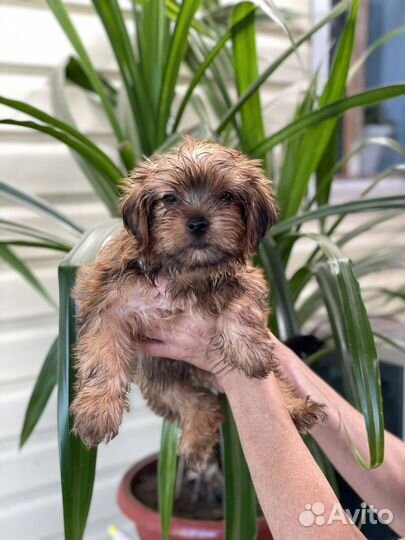 Йоркширский терьер щенки