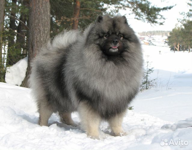 Собачий пух(вольфшпиц)
