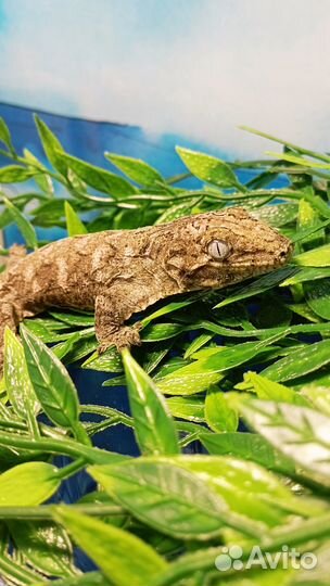 Бананоед Гигантский