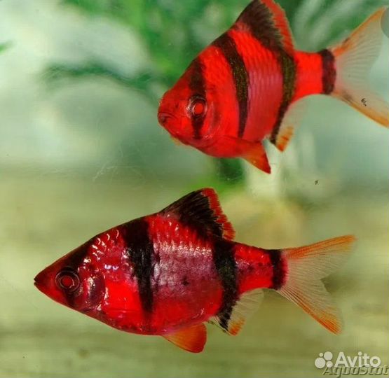 Рыба аквариумная гло